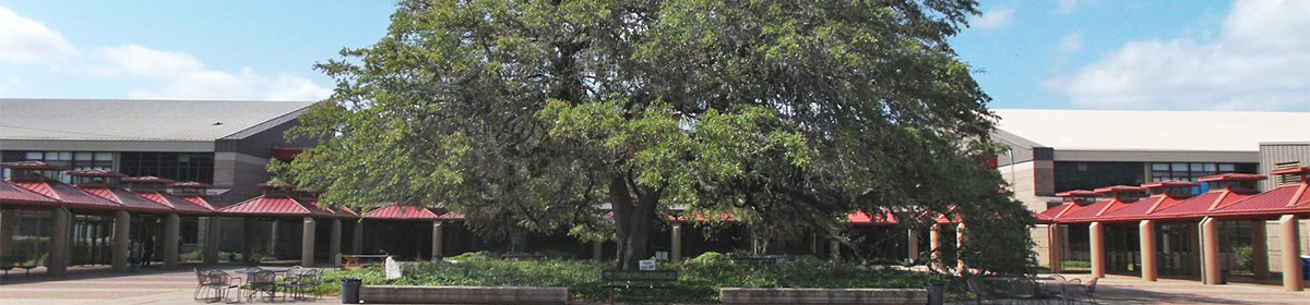 heritage tree on campus grounds