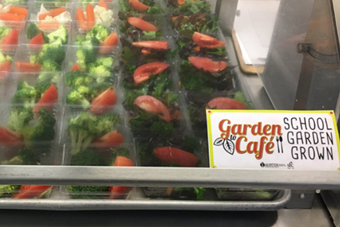 Two salad options grown from the school garden in the cafeteria