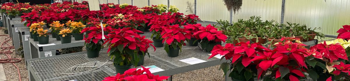 Poinsettias are neatly organized in the greenhouse of Clifton Career Development School