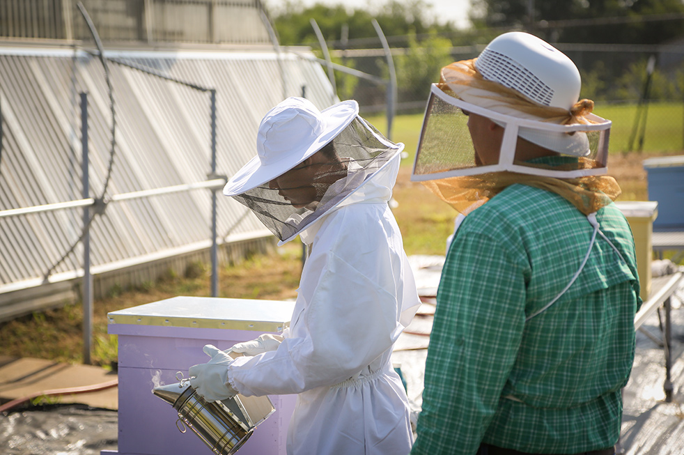 students dressed in protective uniform spraying smoke to calm bees to check hive for honey