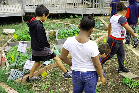 Elementary students gardening