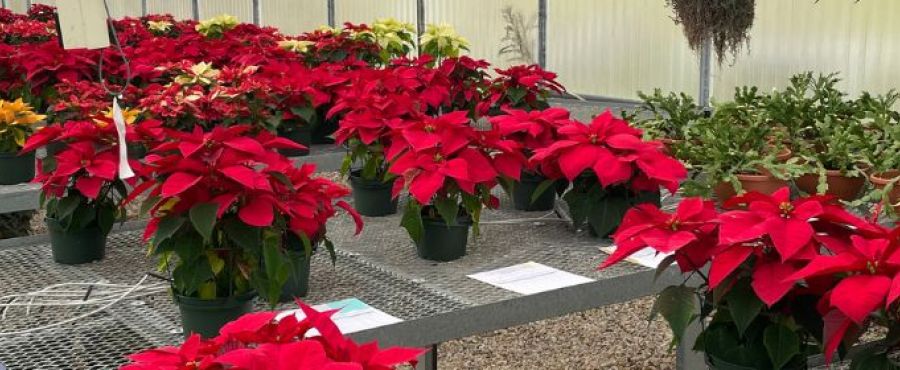 Poinsettias are neatly organized in the greenhouse of Clifton Career Development School